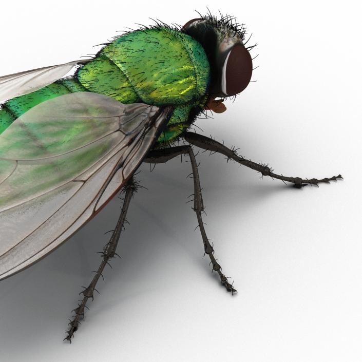 Green Bottle Fly Rigged with Fur 3D