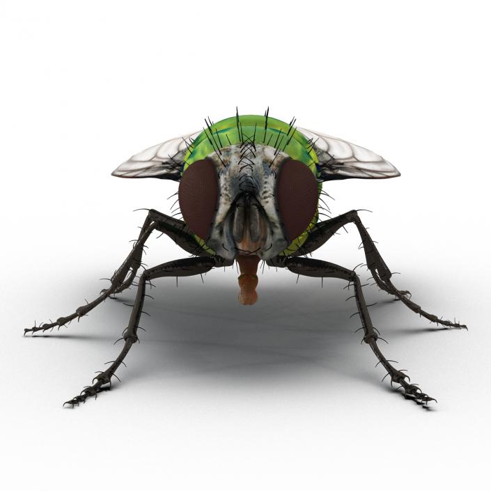 3D Green Bottle Fly Rigged model