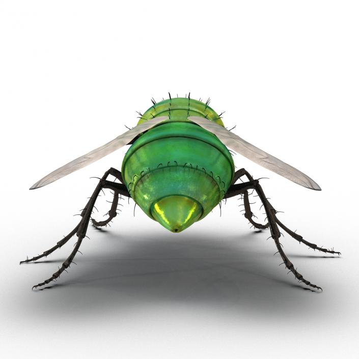 3D Green Bottle Fly Rigged model