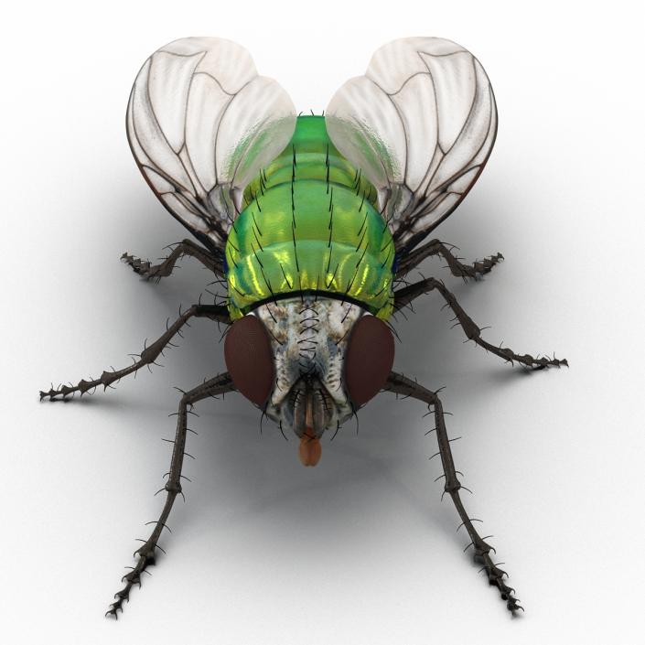 3D Green Bottle Fly Rigged model