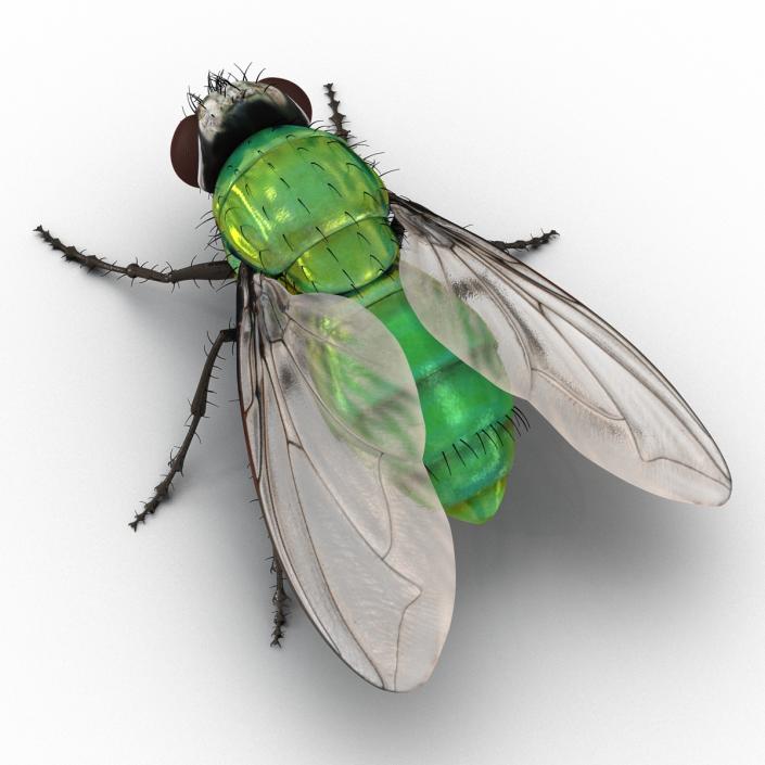 3D Green Bottle Fly Rigged model