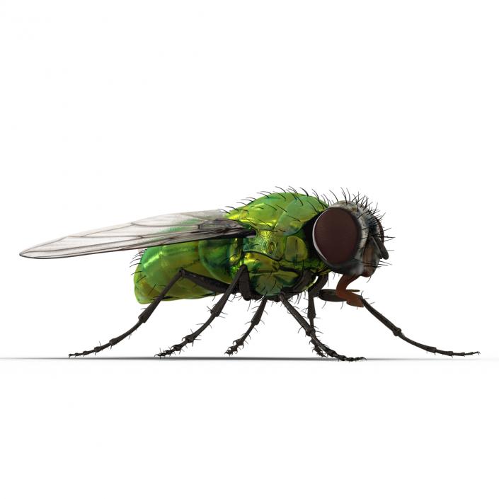 3D Green Bottle Fly Rigged model