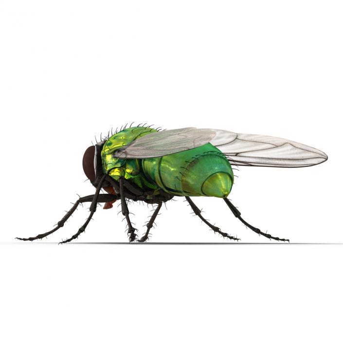 3D Green Bottle Fly Rigged model