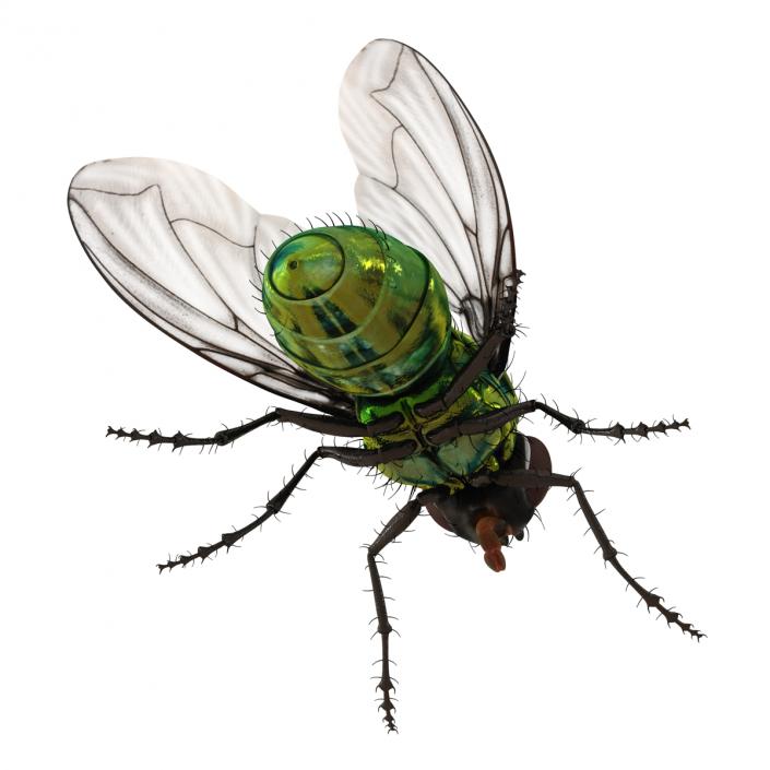 3D Green Bottle Fly Rigged model