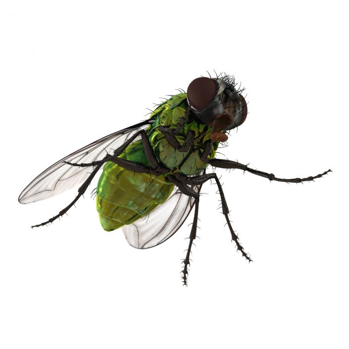 3D Green Bottle Fly Rigged model