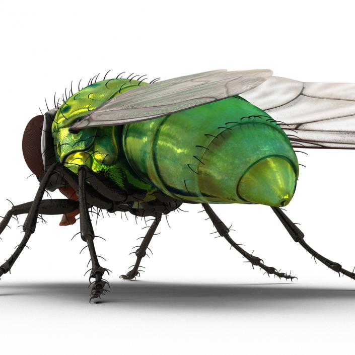 3D Green Bottle Fly Rigged model