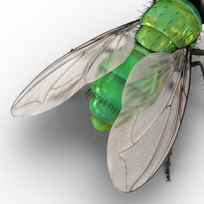 3D Green Bottle Fly Rigged model