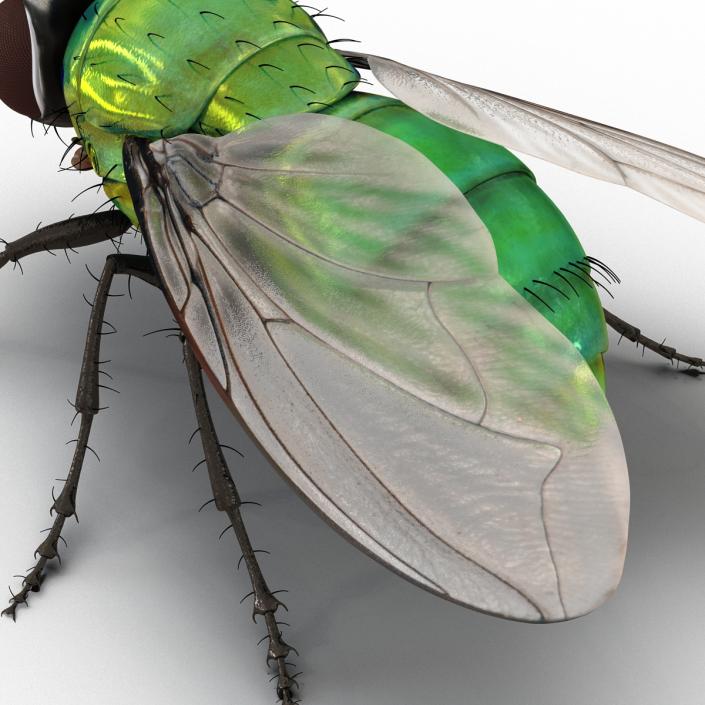 3D Green Bottle Fly Rigged model