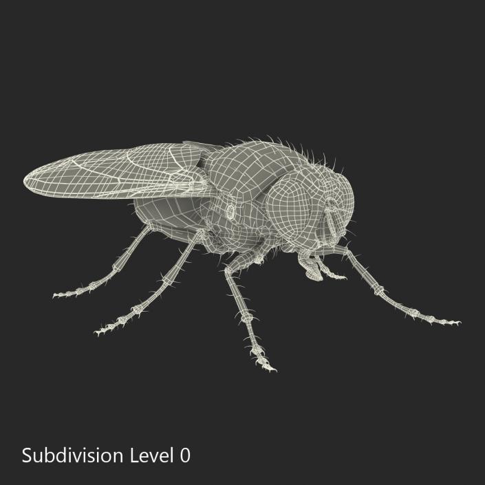 3D Green Bottle Fly Rigged model