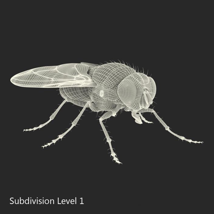 3D Green Bottle Fly Rigged model