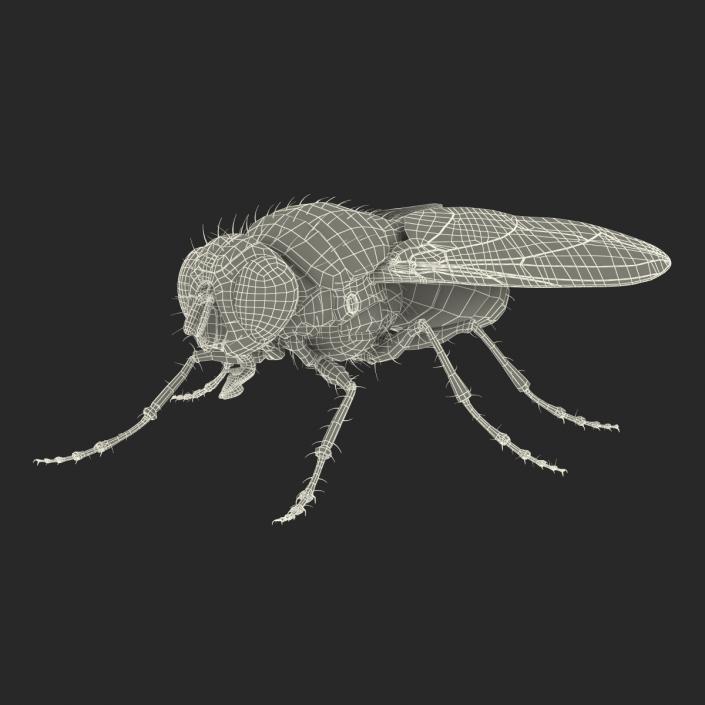 3D Green Bottle Fly Rigged model