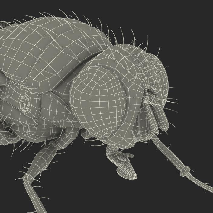 3D Green Bottle Fly Rigged model