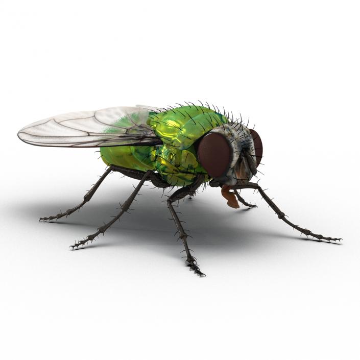 3D Green Bottle Fly