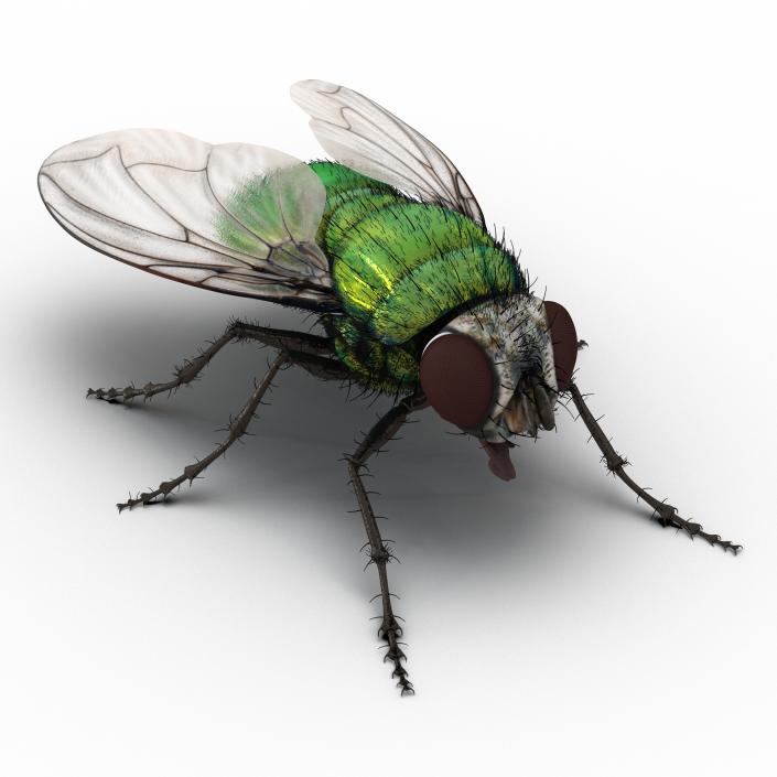 3D model Green Bottle Fly with Fur