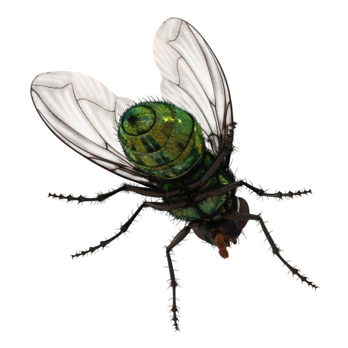 3D model Green Bottle Fly with Fur