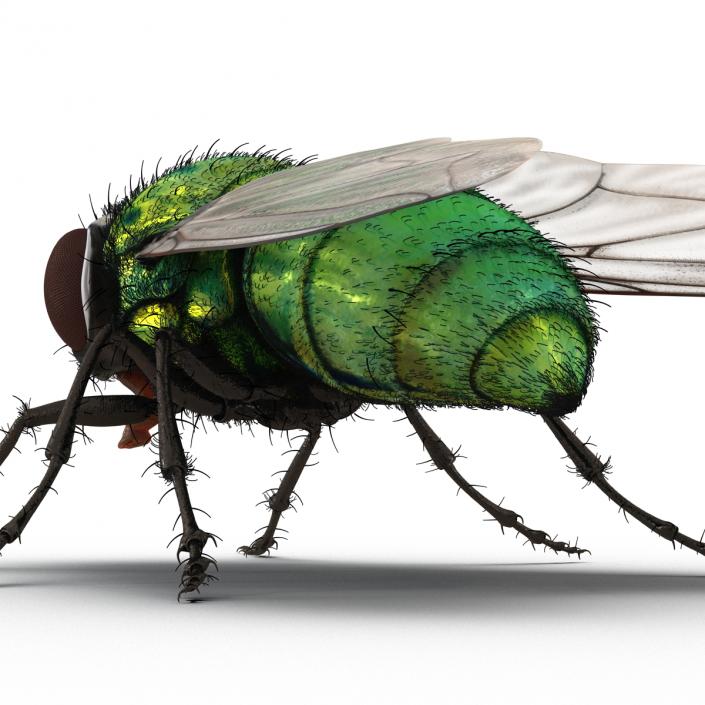 3D model Green Bottle Fly with Fur