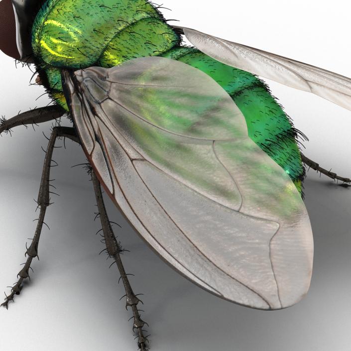 3D model Green Bottle Fly with Fur