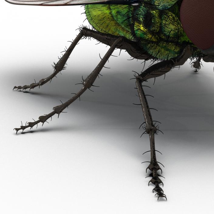 3D model Green Bottle Fly with Fur