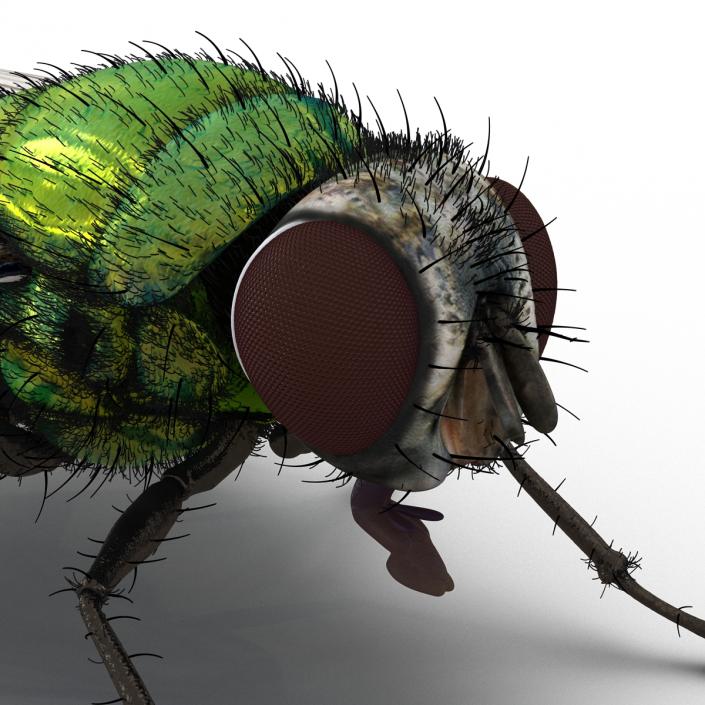 3D model Green Bottle Fly with Fur