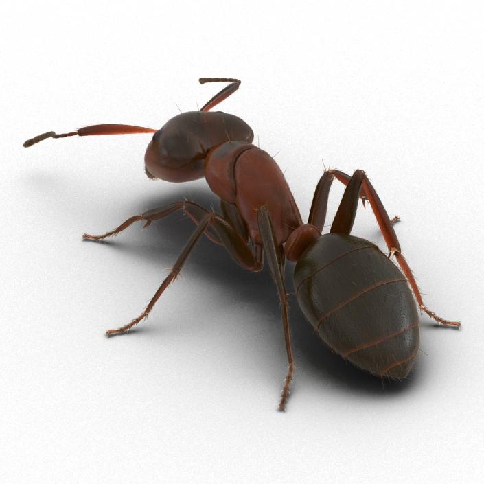 3D Red Ant with Fur Pose 3 model