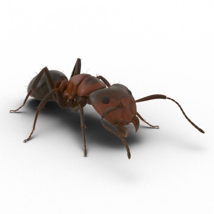 3D Red Ant with Fur Pose 3 model