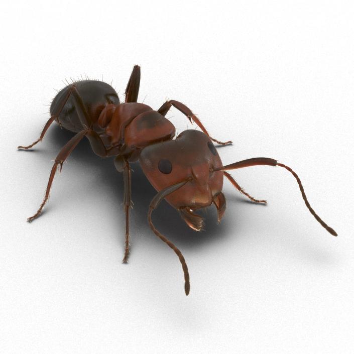 3D Red Ant with Fur Pose 3 model