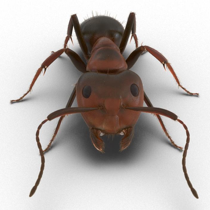 3D Red Ant with Fur Pose 3 model