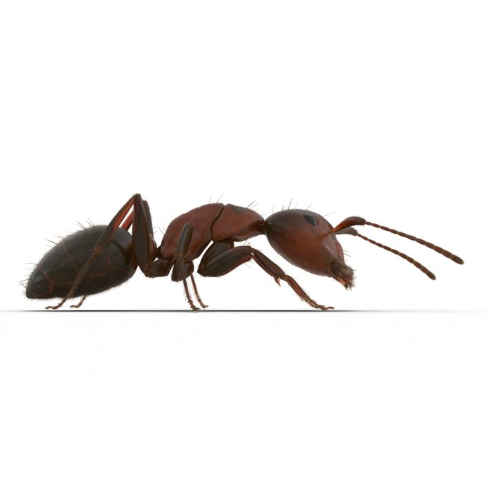 3D Red Ant with Fur Pose 3 model