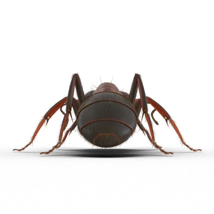 3D Red Ant with Fur Pose 3 model