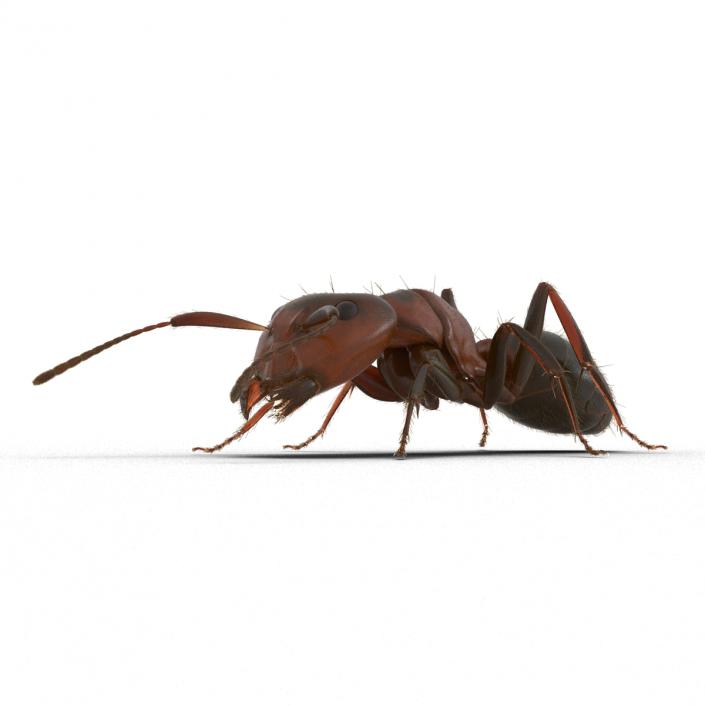 3D Red Ant with Fur Pose 3 model