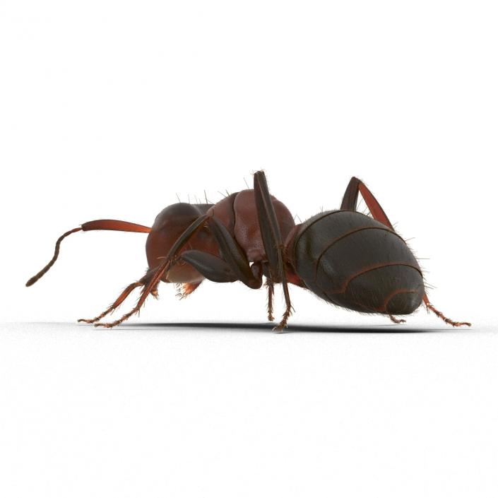 3D Red Ant with Fur Pose 3 model