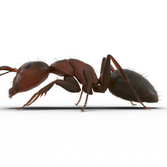 3D Red Ant with Fur Pose 3 model