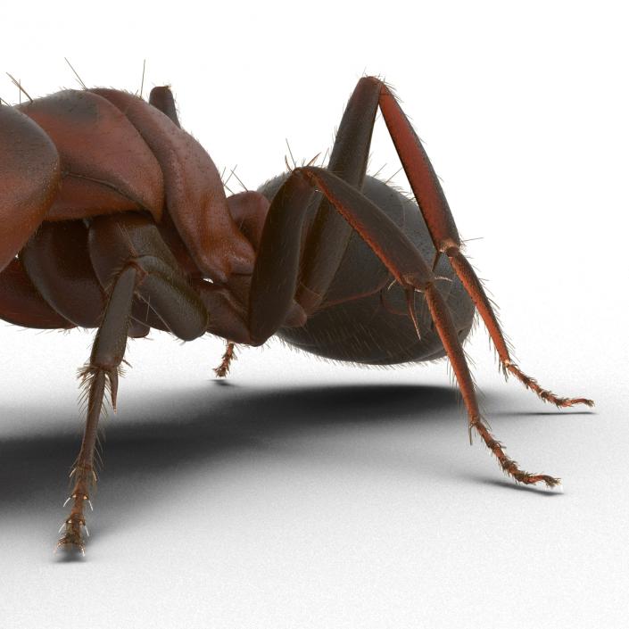 3D Red Ant with Fur Pose 3 model