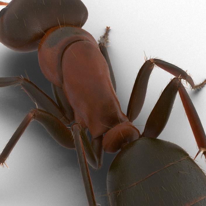 3D Red Ant with Fur Pose 3 model