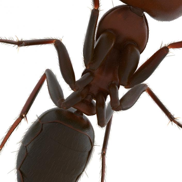 3D Red Ant with Fur Pose 3 model