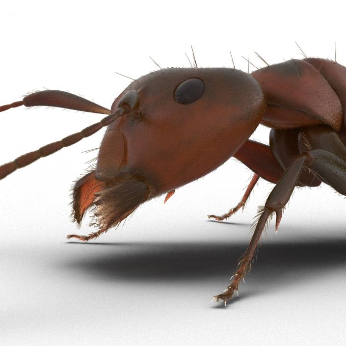 3D Red Ant with Fur Pose 3 model