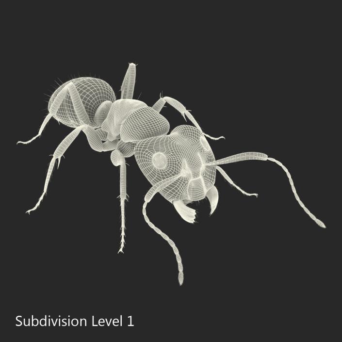 3D Red Ant with Fur Pose 3 model