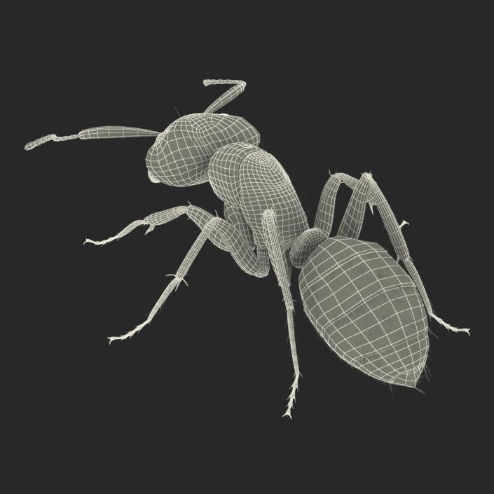 3D Red Ant with Fur Pose 3 model