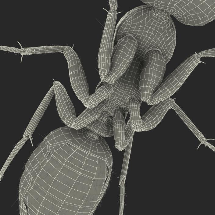 3D Red Ant with Fur Pose 3 model