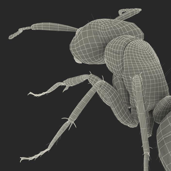 3D Red Ant with Fur Pose 3 model