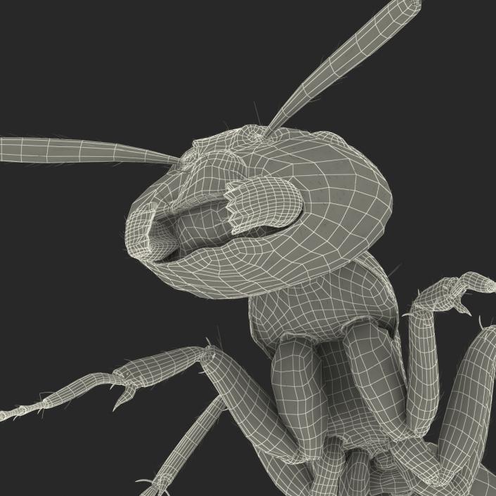 3D Red Ant with Fur Pose 3 model