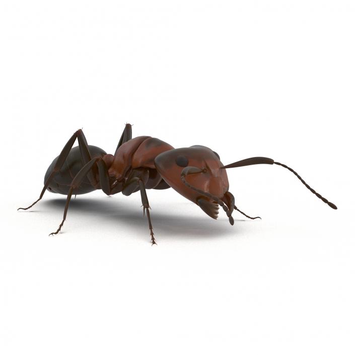 Red Ant Pose 3 3D model