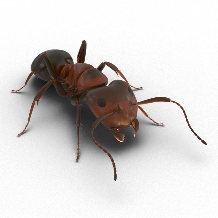 Red Ant Pose 3 3D model