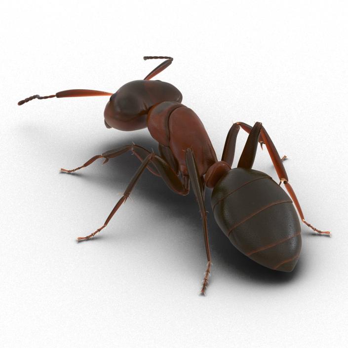 Red Ant Pose 3 3D model