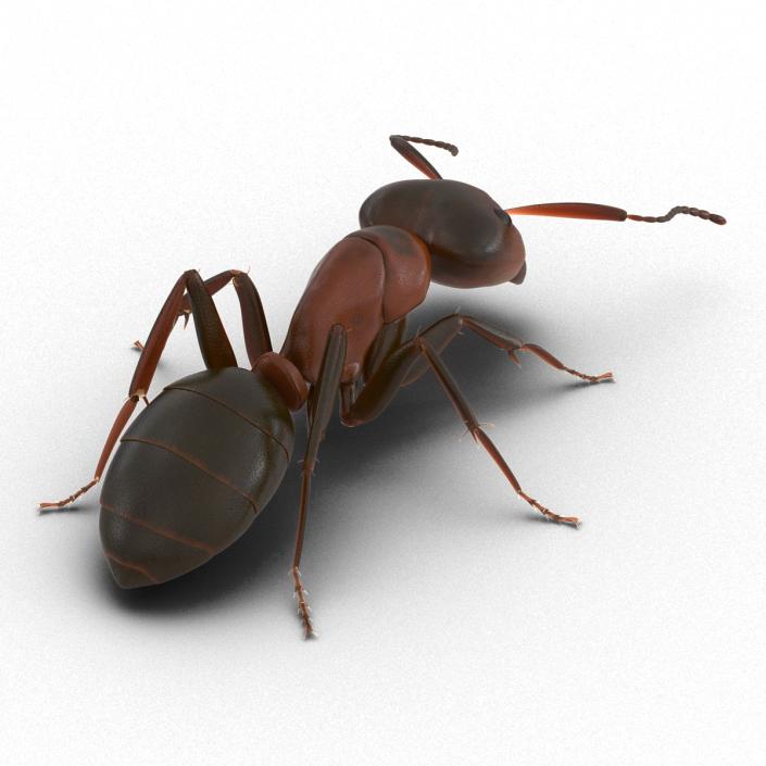 Red Ant Pose 3 3D model