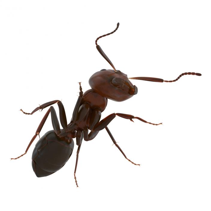 Red Ant Pose 3 3D model