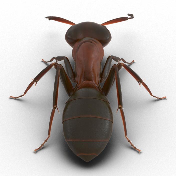 Red Ant Pose 3 3D model