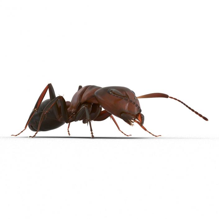 Red Ant Pose 3 3D model