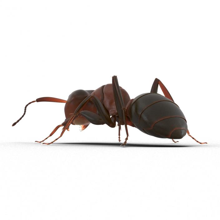 Red Ant Pose 3 3D model