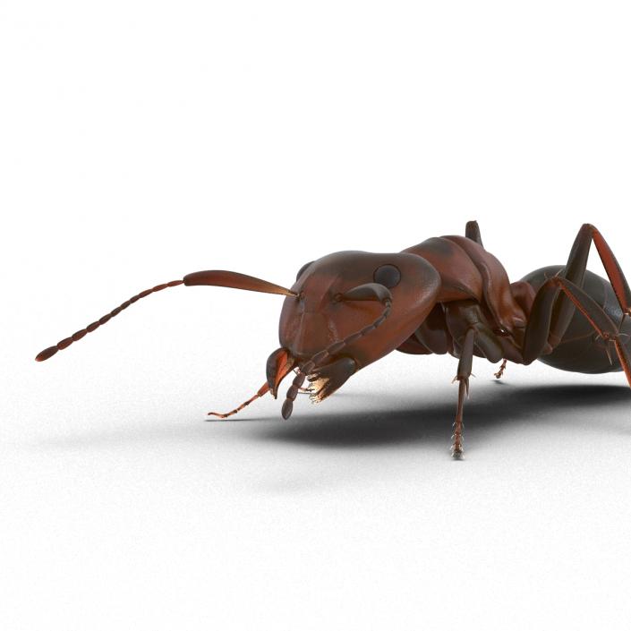 Red Ant Pose 3 3D model